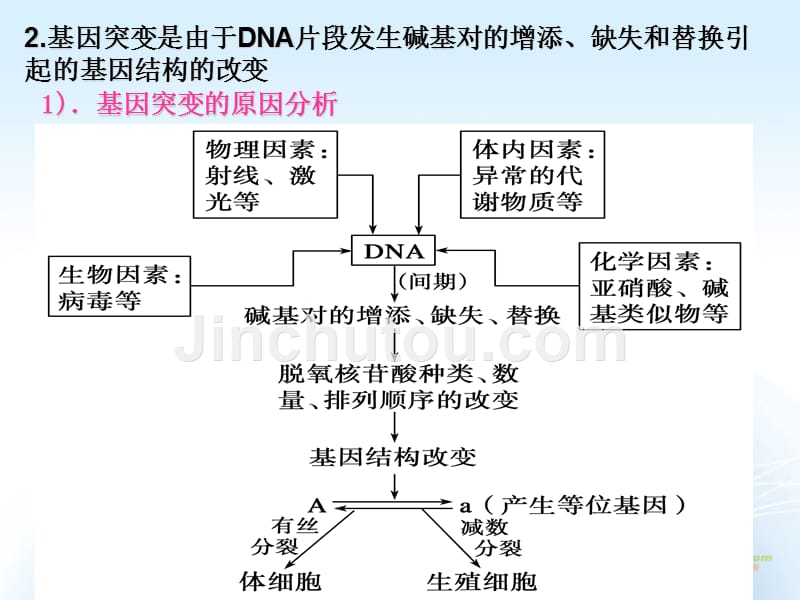 高考生物一轮复习 基因突变基因重组课件_第3页