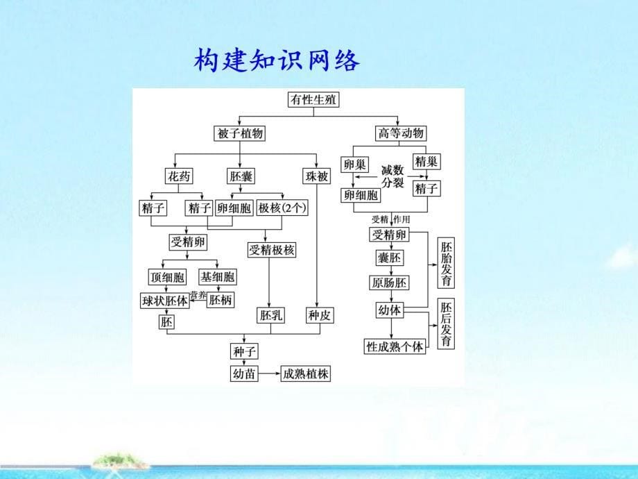 2018高三生物一轮复习 第五单元 第17课时有性生殖精品课件 苏教版_第5页