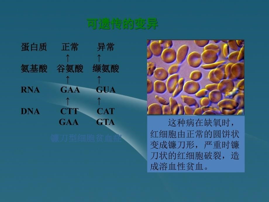 辽宁省辽阳九中八年级生物上册 第15章第5节《生物上册的变异》精品课件 苏教版_第5页