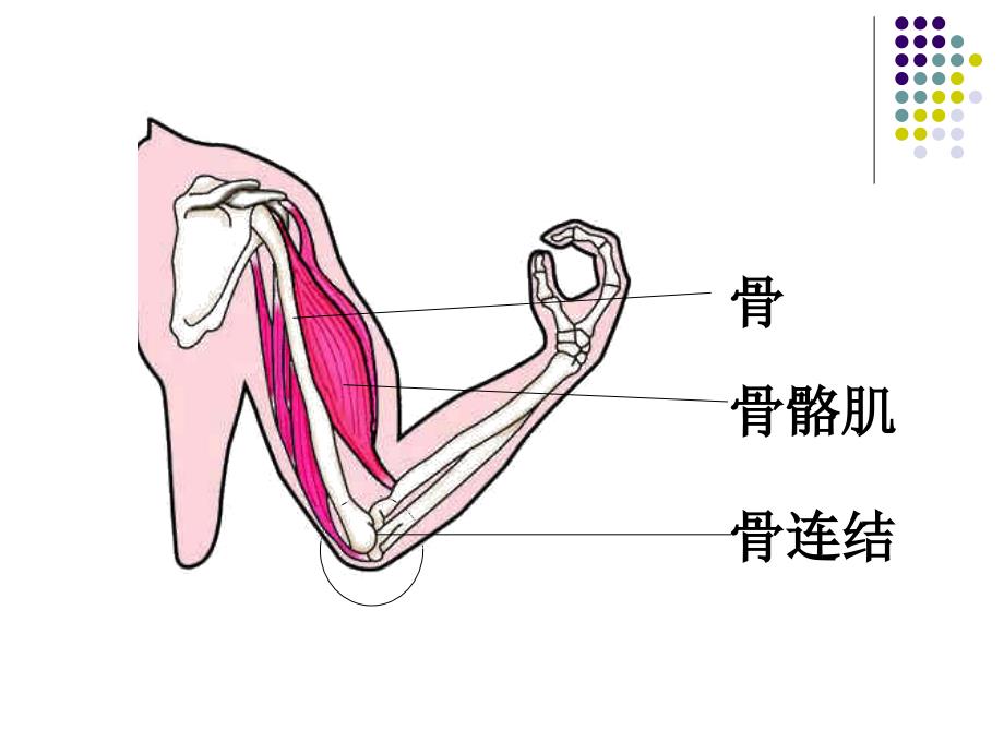 2.1动物的运动课件（人教版八年级上）.ppt_第4页