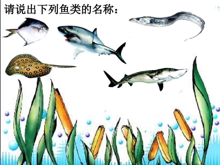 广西灵山县陆屋中学八年级生物上册《水中生活的动物》课件 人教新课标版_第4页