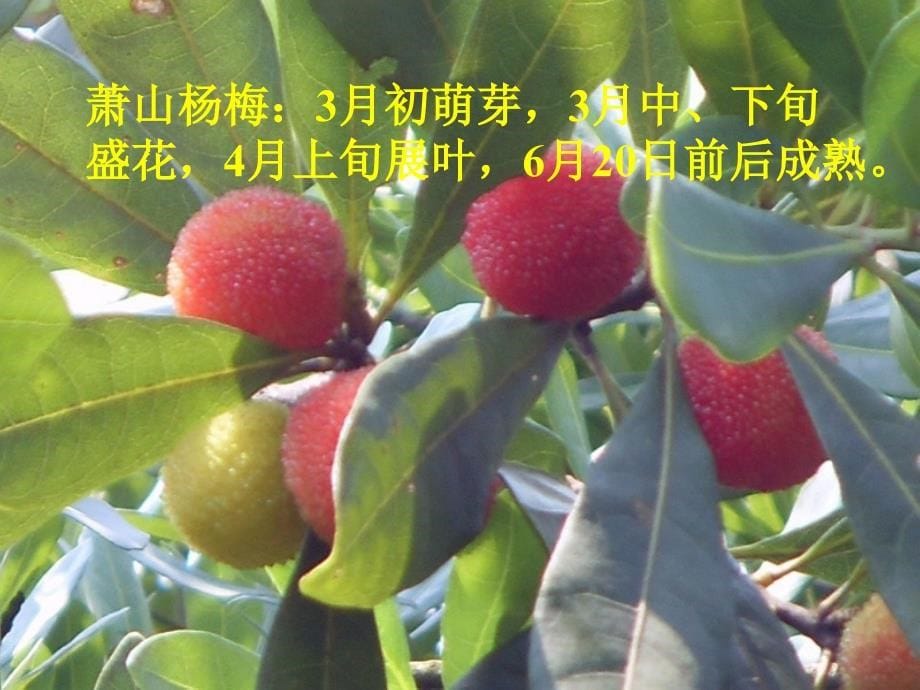 18《萧山杨梅》课件.ppt_第5页