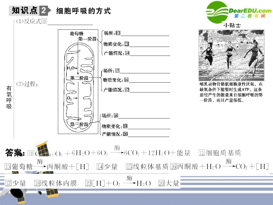 2018届高考生物第一轮基础自主梳理 atp的主要来来源-细胞呼吸复习课件 新人教版_第3页