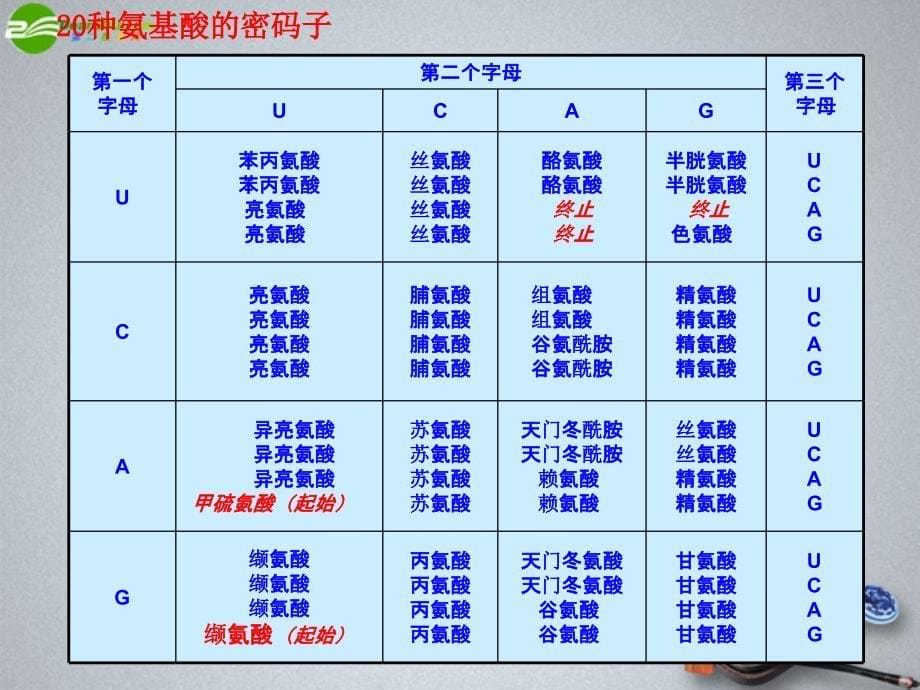 高中生物 基因的表达之翻译课件_第5页