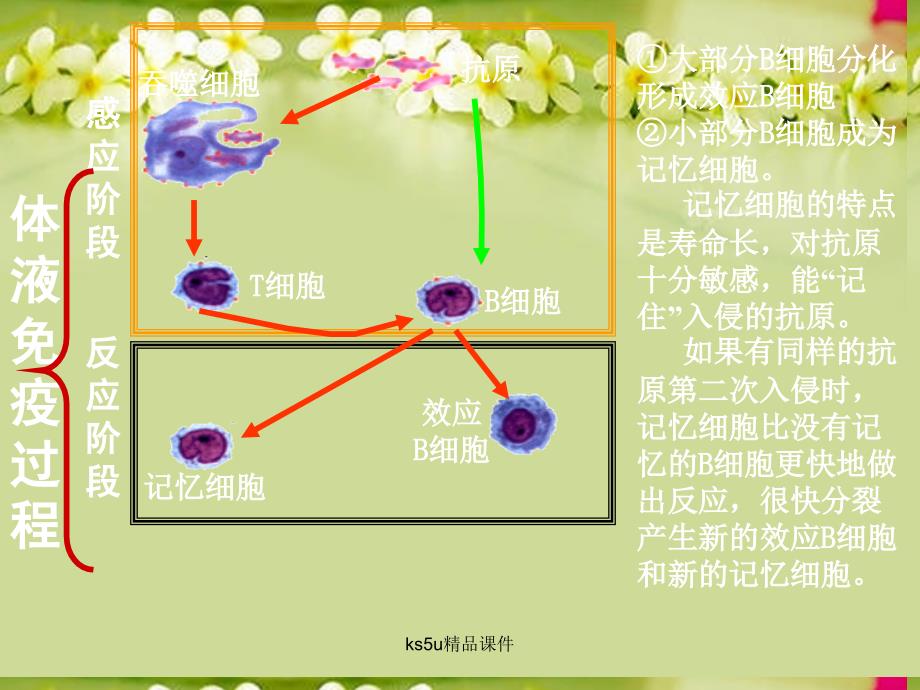 高中生物《细胞免疫和体液免疫》课件 中图版必修3_第4页