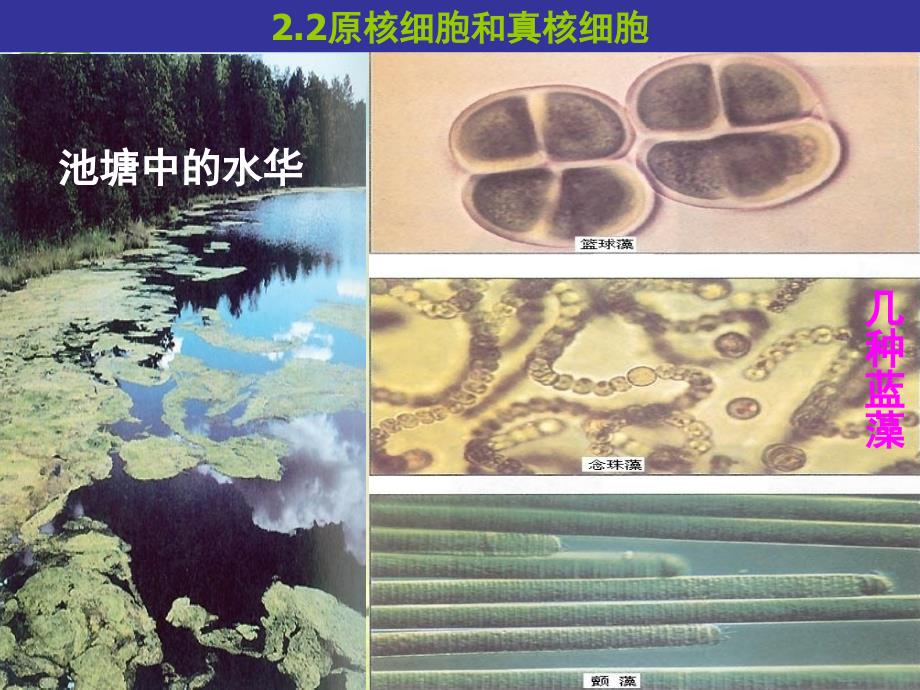 高中生物 1-1-2.2细胞的多样性和统一性课件 新人教版必修1_第4页