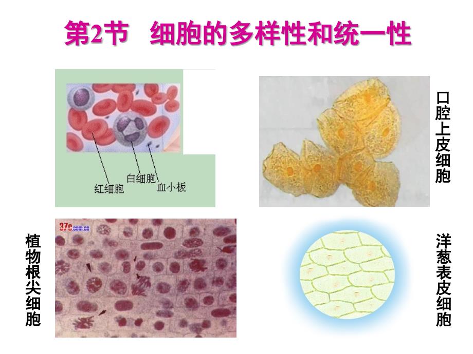 高中生物 1.2《细胞的多样性和统一性》课件1 新人教版必修1_第1页