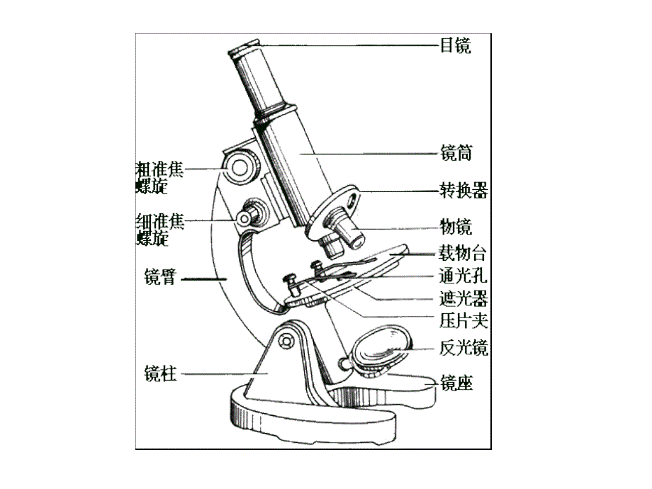 高中生物 1.2《细胞的多样性和统一性》课件1 新人教版必修1_第3页