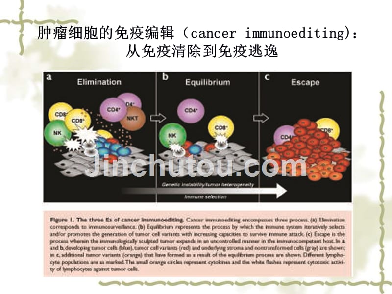 肿瘤免疫-北京协和医院_第4页