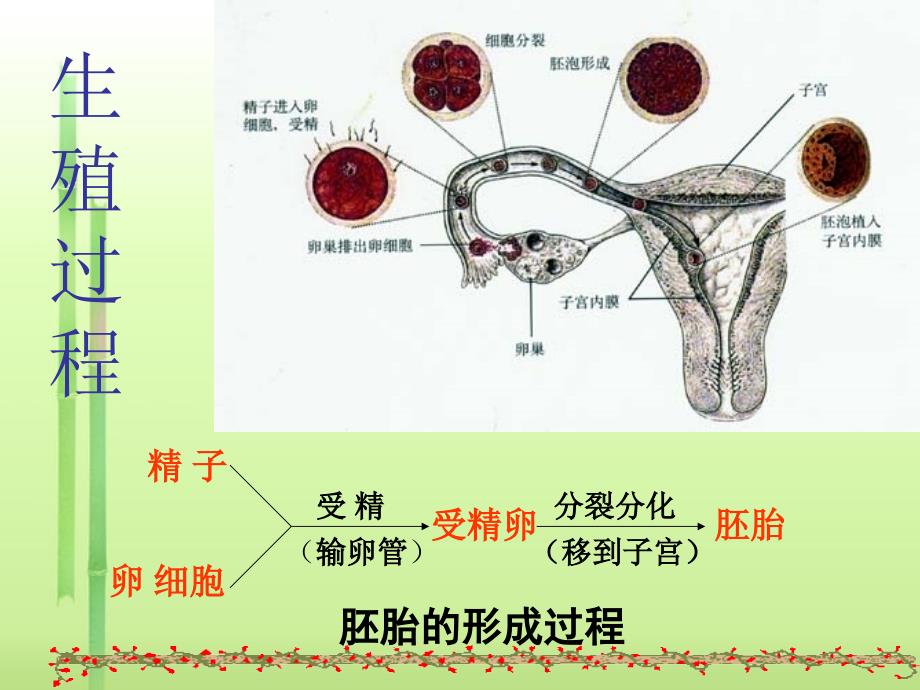 人教版生物七年级下册第一章人的由来课件.ppt_第3页