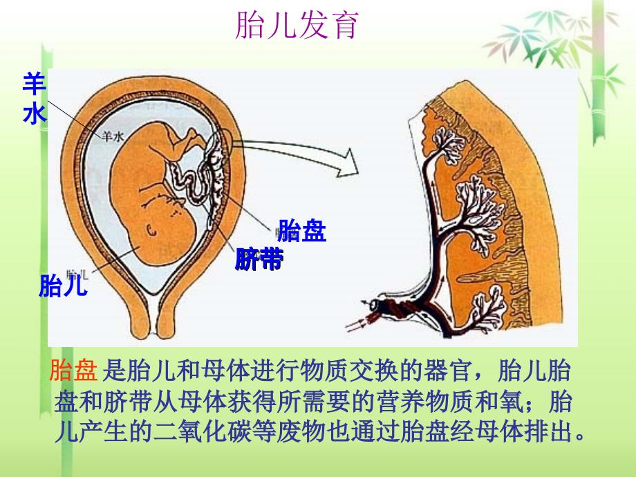 人教版生物七年级下册第一章人的由来课件.ppt_第4页