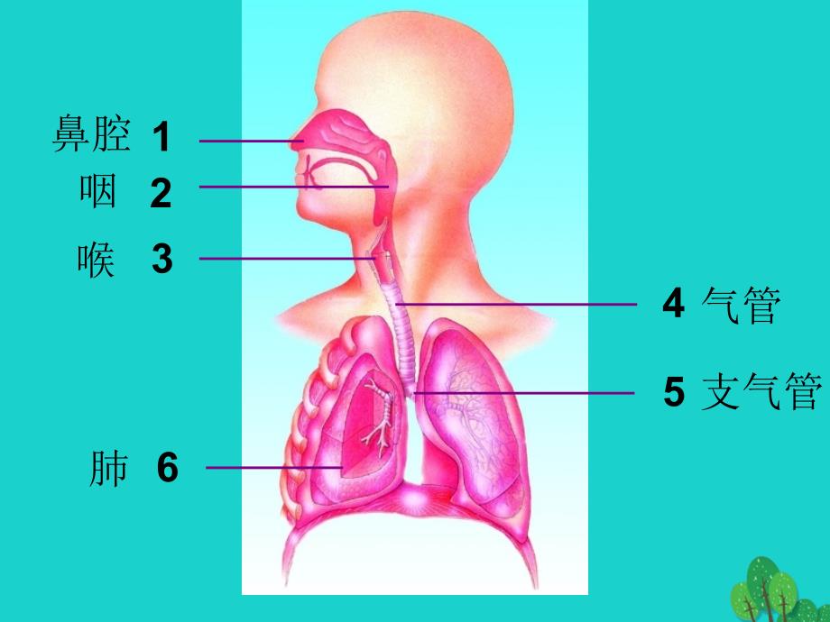 七年级生物下册 10.3 人体和外界环境的气体交换课件1 （新版）苏教版_第2页