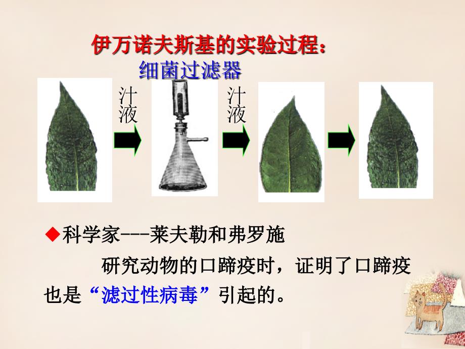 八年级生物上册 第五章 病毒课件 （新版）新人教版_第2页