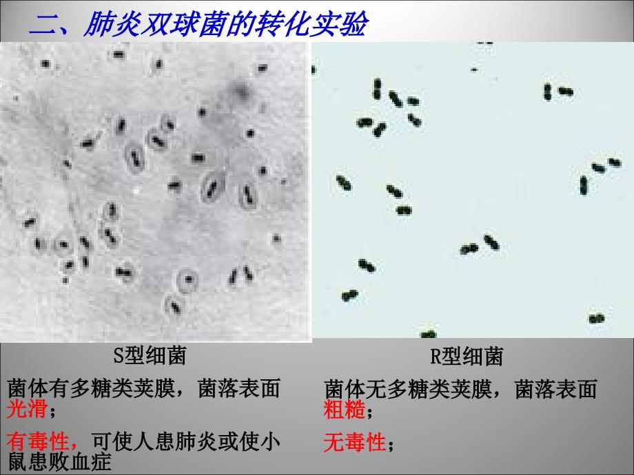 吉林省吉林市长岭县第四中学2017-2018学年高二生物 3.1.3dna是主要的遗传物质课件_第3页