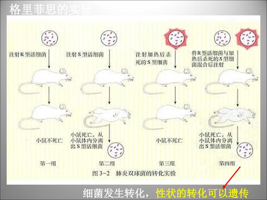 吉林省吉林市长岭县第四中学2017-2018学年高二生物 3.1.3dna是主要的遗传物质课件_第4页