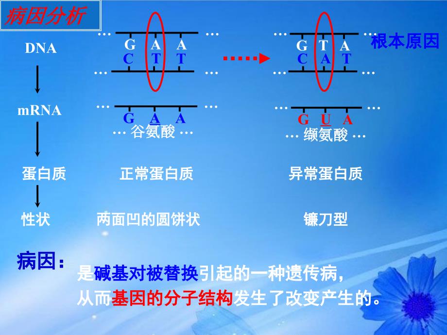 江苏省连云港市田家炳中学高中生物《基因突变和基因重组》课件 新人教版必修3_第4页