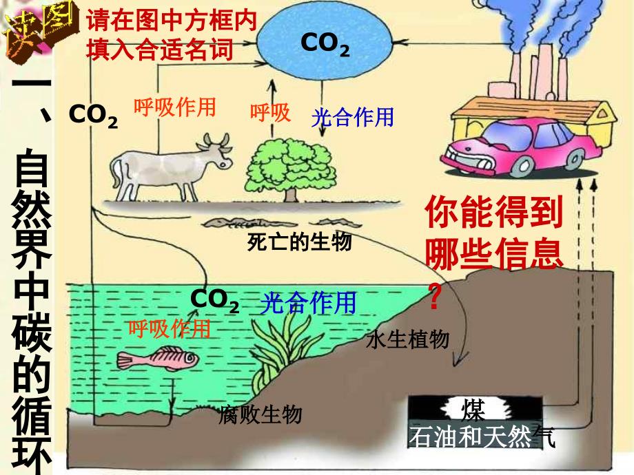 九年级科学下册 第3章 第3节 自然界的碳循环和氧循环课件5 （新版）华东师大版_第3页