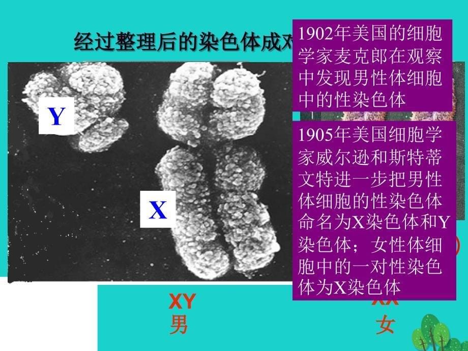 八年级生物下册 22.2 人体的性别决定说课课件 苏教版_第5页