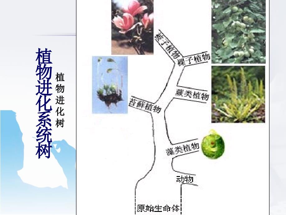 22.2植物的主要类群 课件1（生物北师大版八年级下册）.ppt_第3页