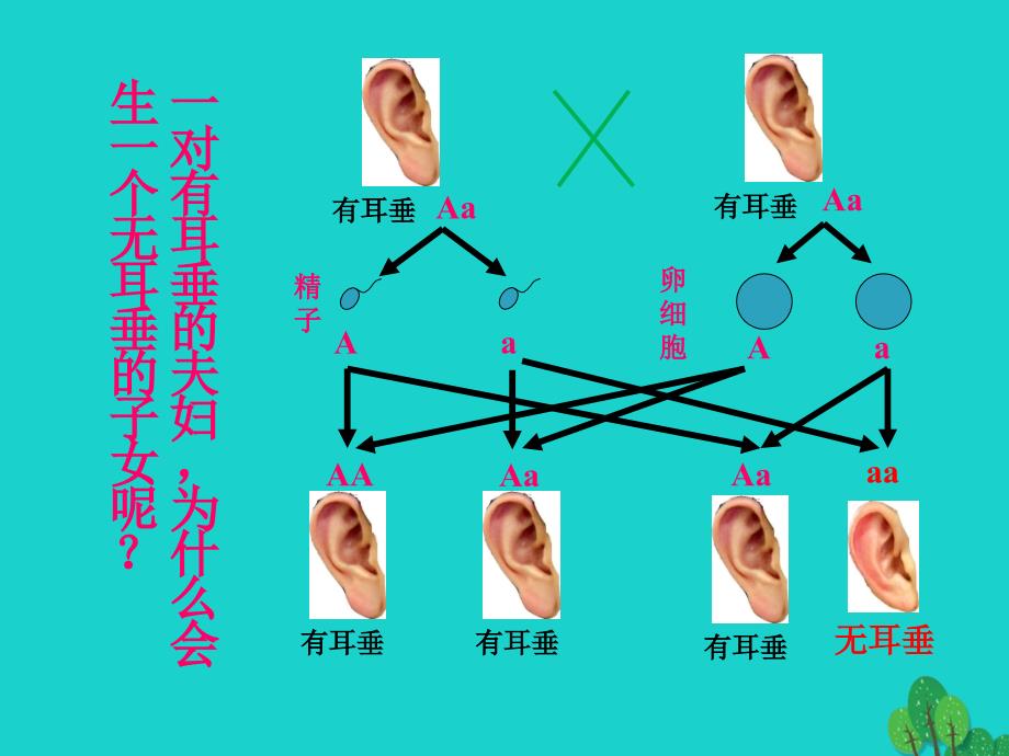 八年级生物上册 第四单元 第四章 第二节 性状的遗传 基因随配子代代相传课件 （新版）济南版_第1页