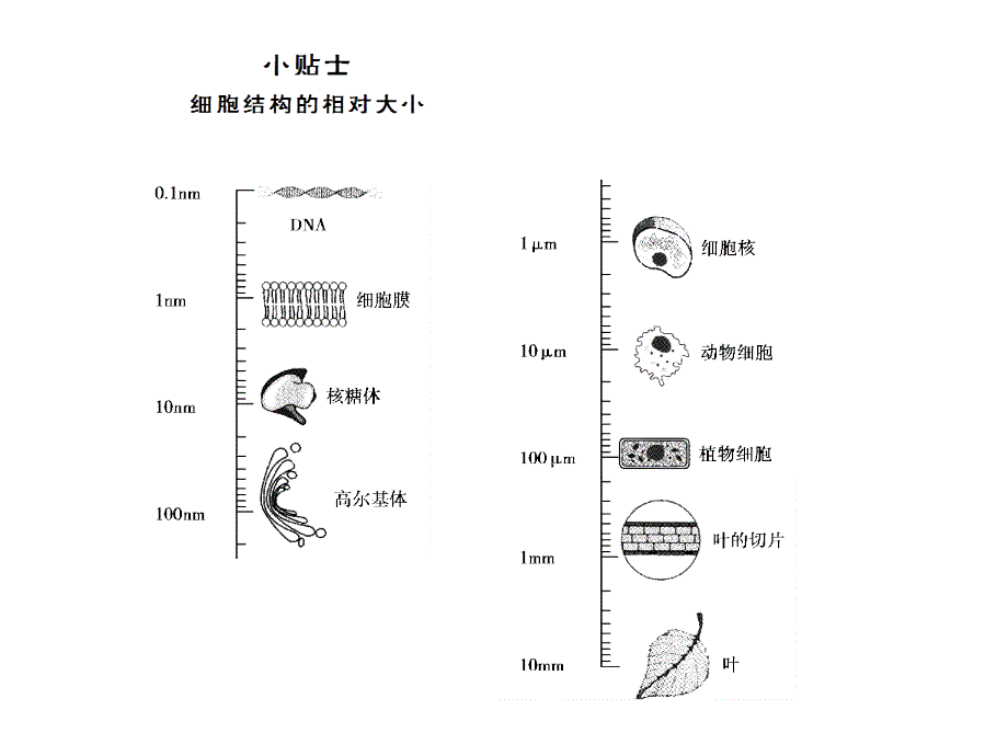 2018高考生物一轮复习 第3章 细胞的基本结构 第2节 细胞器——系统内的分工合作课件 新人教版必修1_第4页