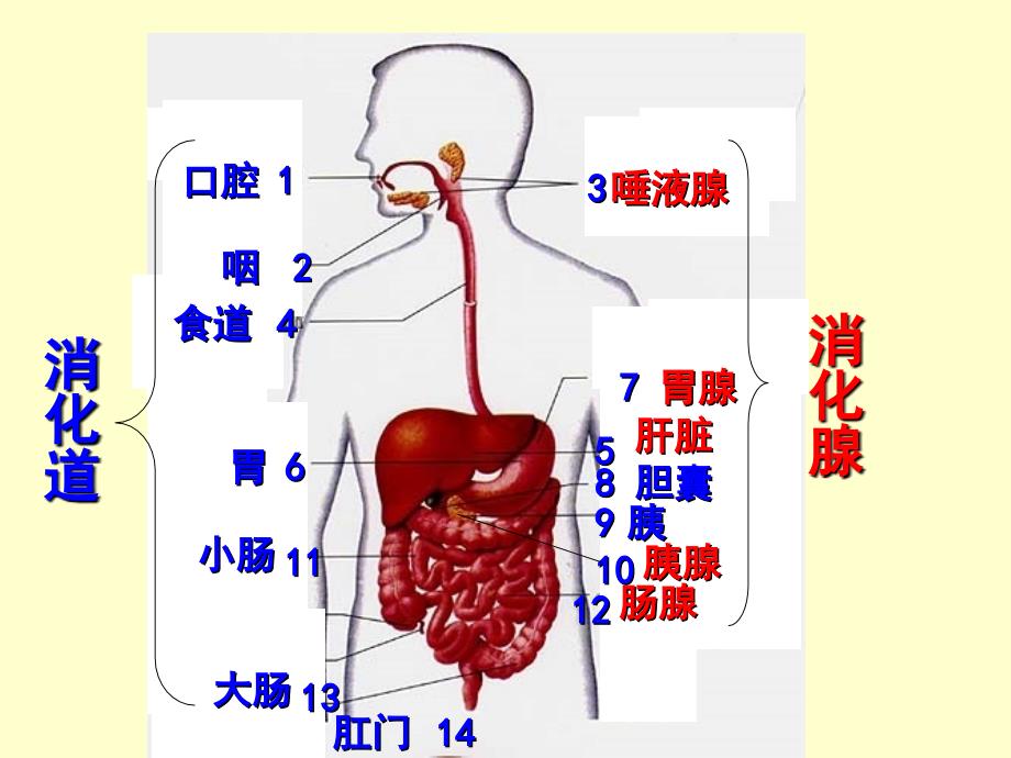 2.2消化和吸收 课件 （人教版七年级下册）.ppt_第3页