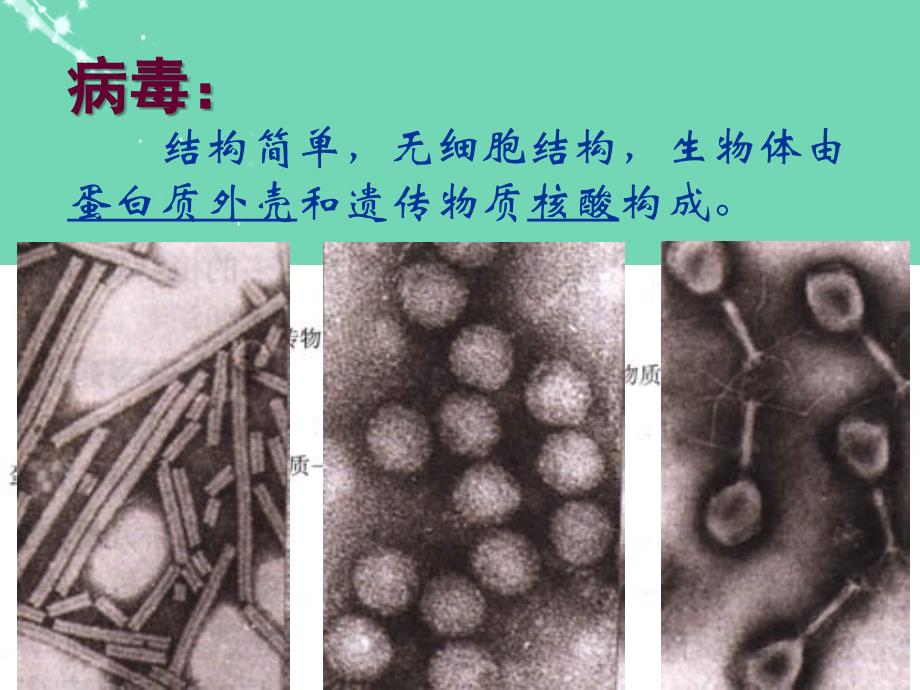 八年级生物上册 第5单元 第14章 第3节 神奇的微生物课件 苏教版_第3页