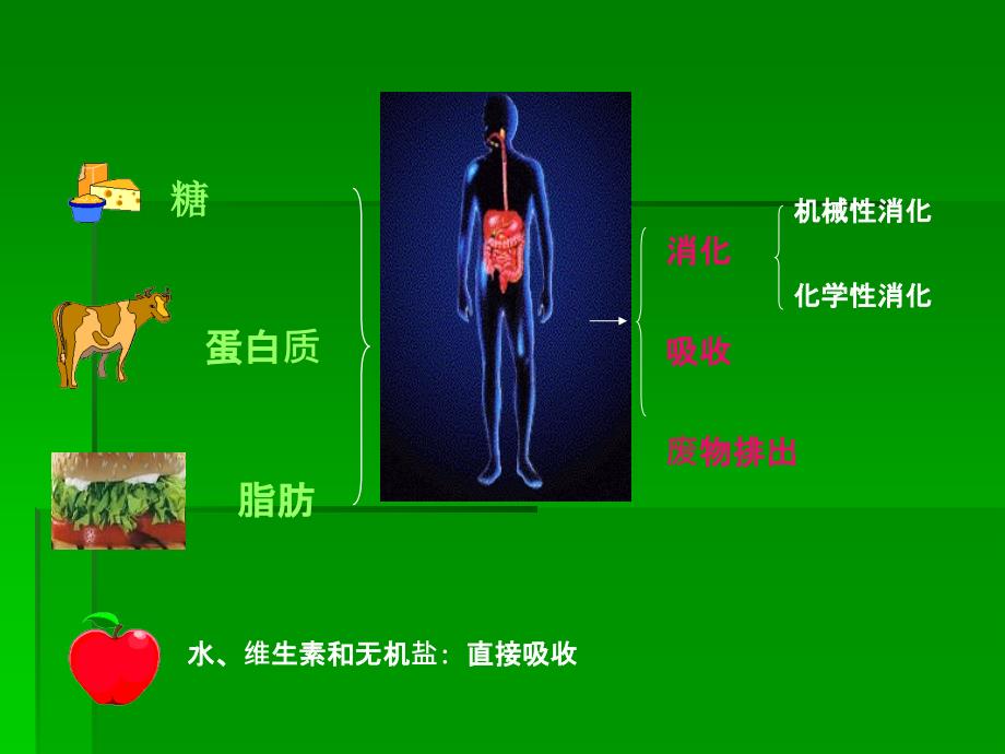 .第六章消化与吸收 ()_第2页