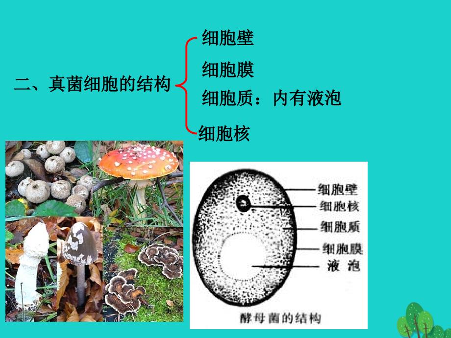 八年级生物上册 第五单元 第四章 第三节 真菌课件（1）（新版）新人教版_第3页