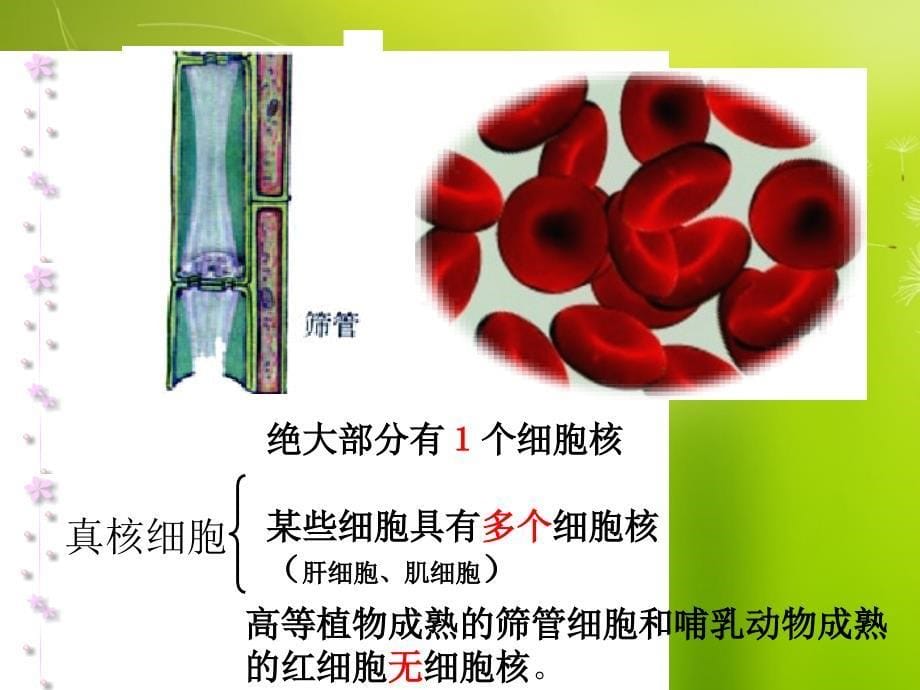 河北省高二生物《3-3细胞核》课件_第5页