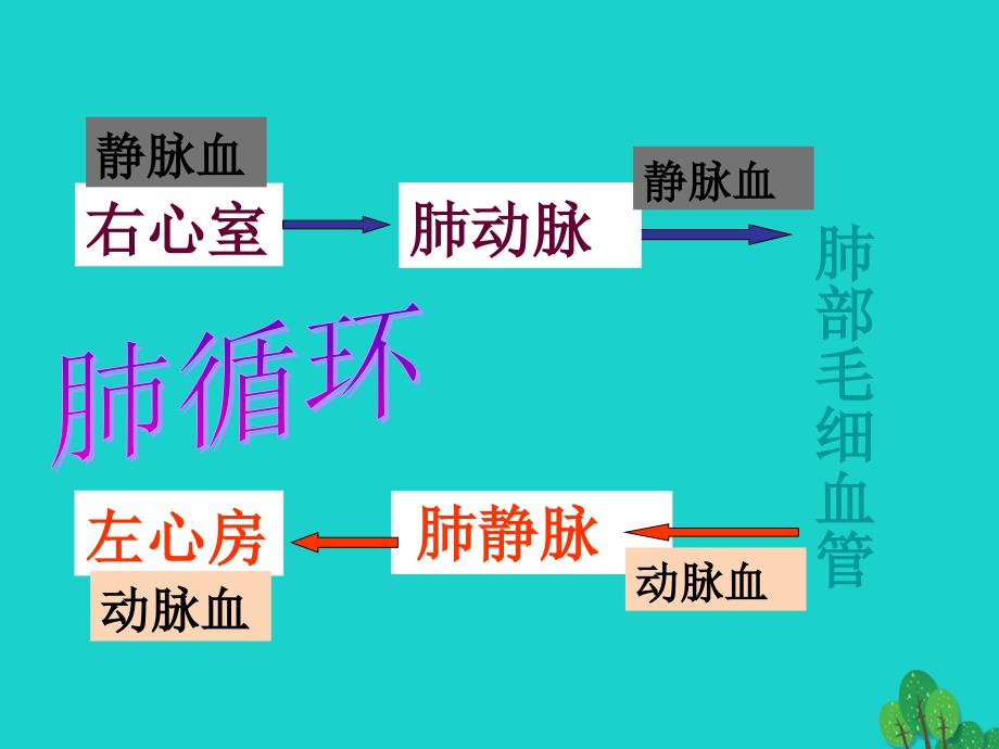 七年级生物下册 第三单元 第三章 第三节 物质运输的途径 肺循环课件 （新版）济南版_第1页