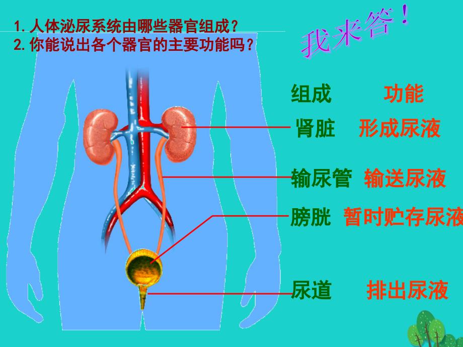 七年级生物下册 第十一章 第一节 人体泌尿系统的组成课件2 （新版）苏教版_第3页