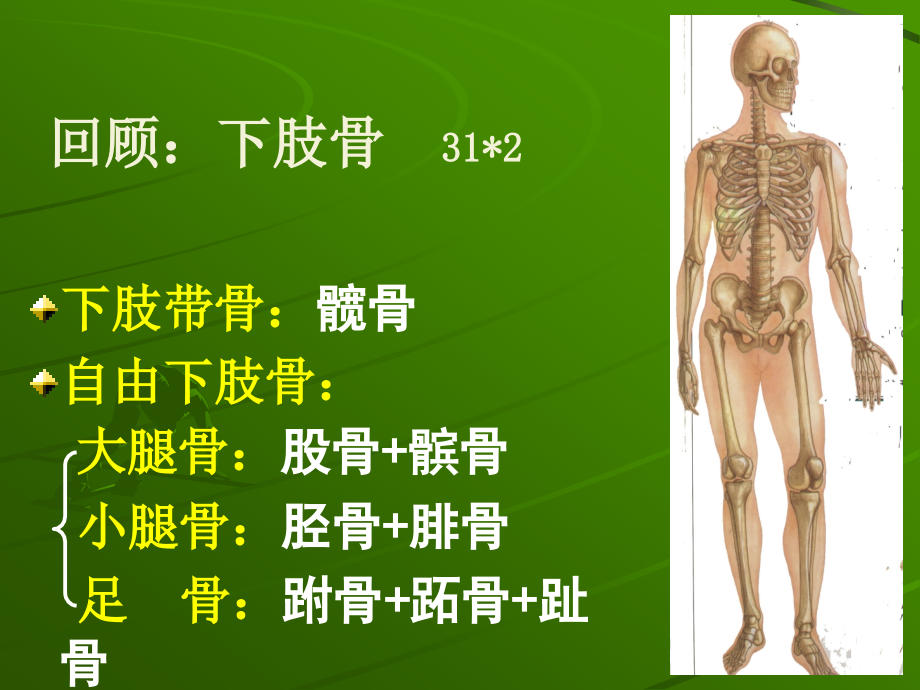 第-章下肢-运动解剖学_第3页