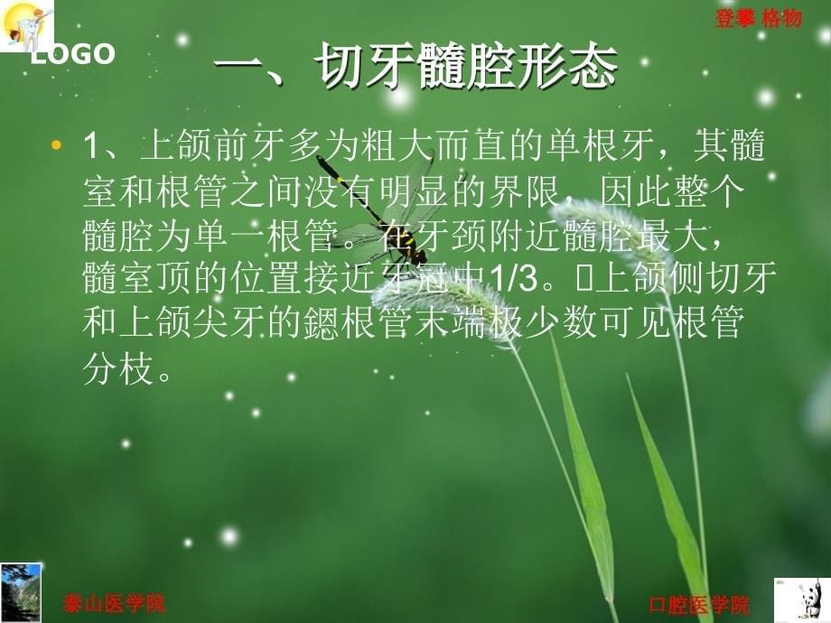 20章髓腔应用解剖与开髓.ppt_第5页