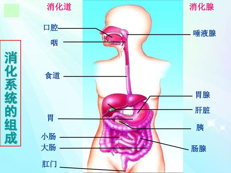 2.2 消化与吸收 课件 (3).ppt_第4页