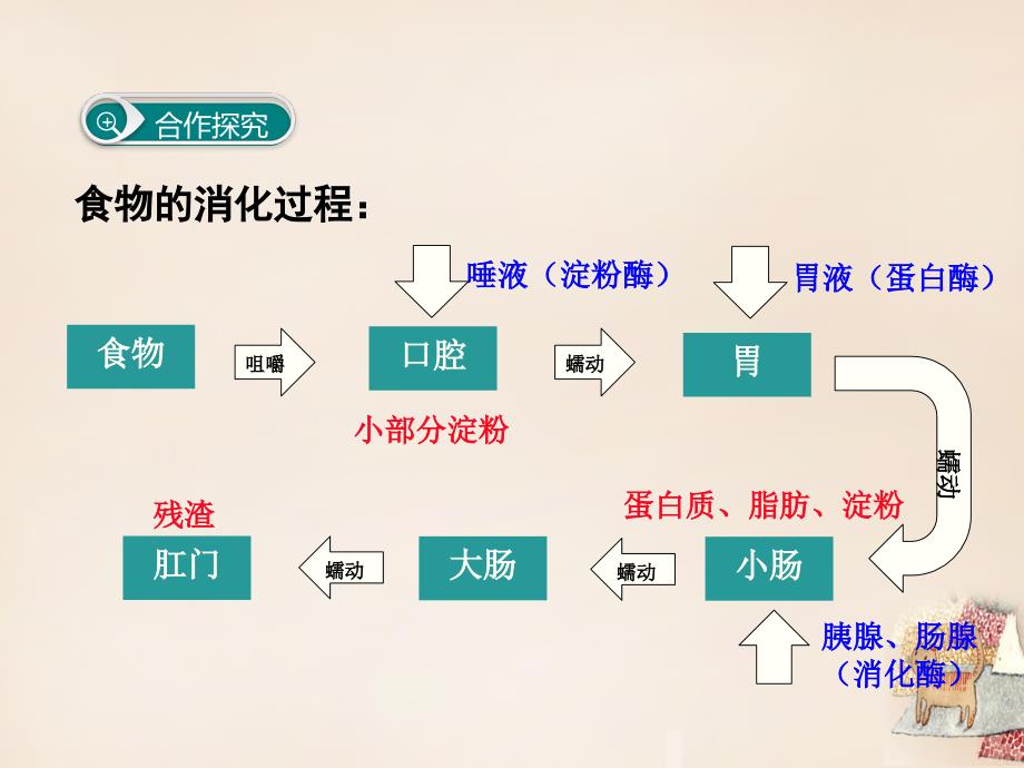 2018春七年级生物下册 第二章 人体的营养（第2课时 食物的消化过程和营养物质的吸收）课件 （新版）新人教版_第3页