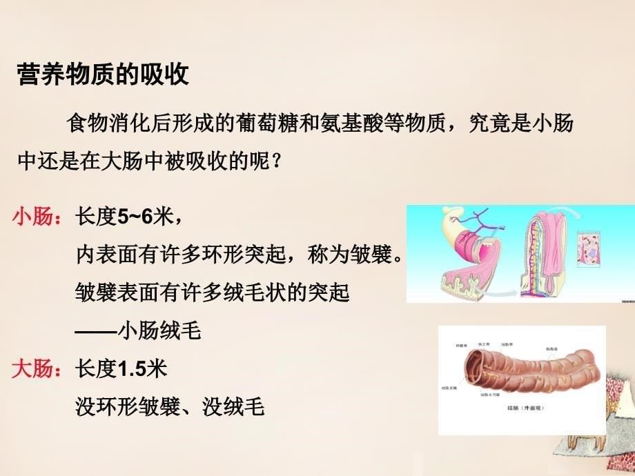 2018春七年级生物下册 第二章 人体的营养（第2课时 食物的消化过程和营养物质的吸收）课件 （新版）新人教版_第5页