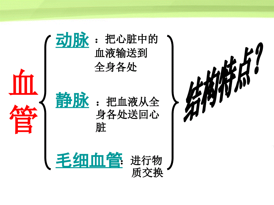 3.3.2物质运输的器官 课件 济南版七年级下册.ppt_第4页