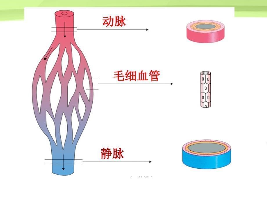 3.3.2物质运输的器官 课件 济南版七年级下册.ppt_第5页