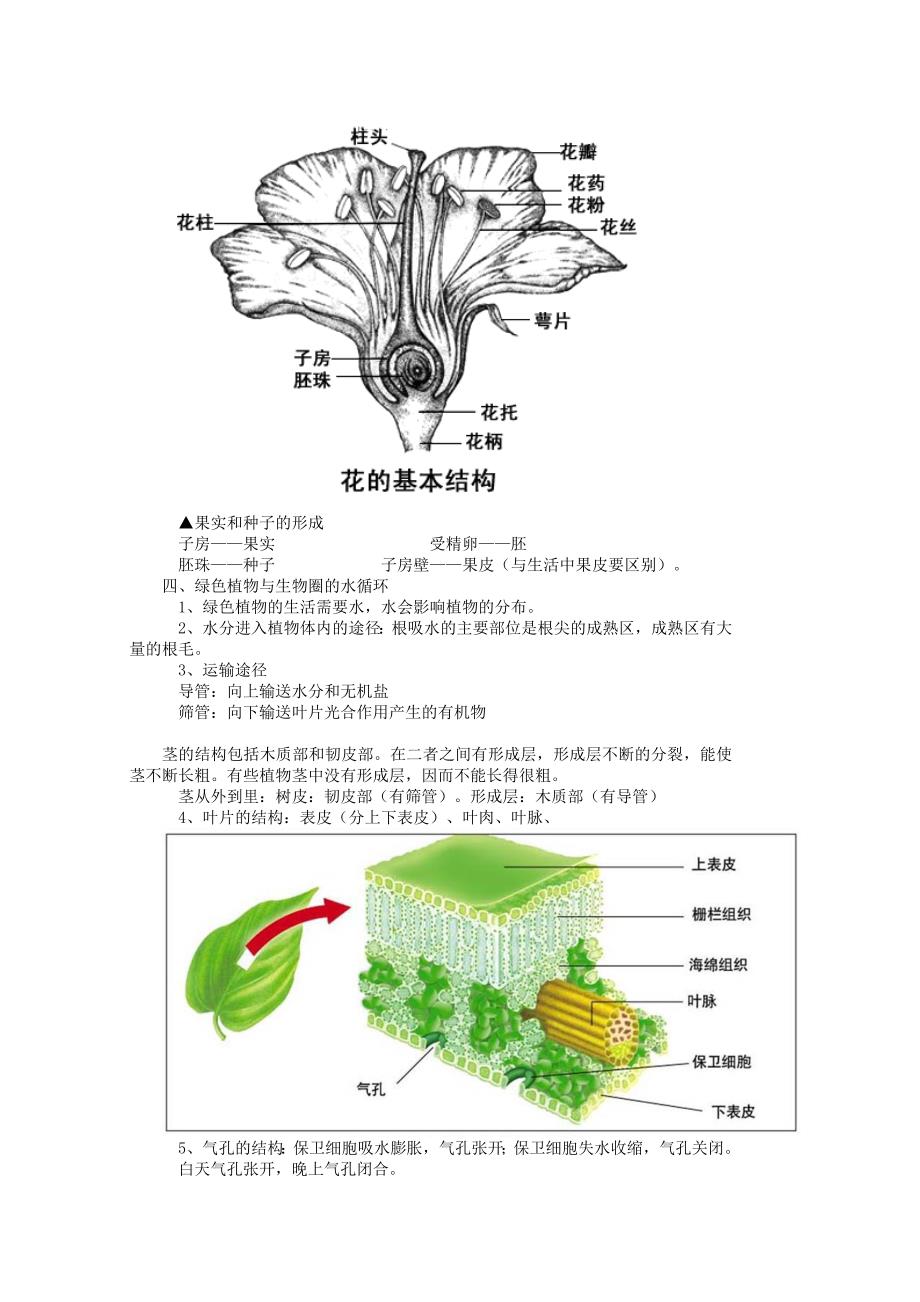 中考生物专题复习 第二单元 生物圈中的绿色植物知识点练习_第3页