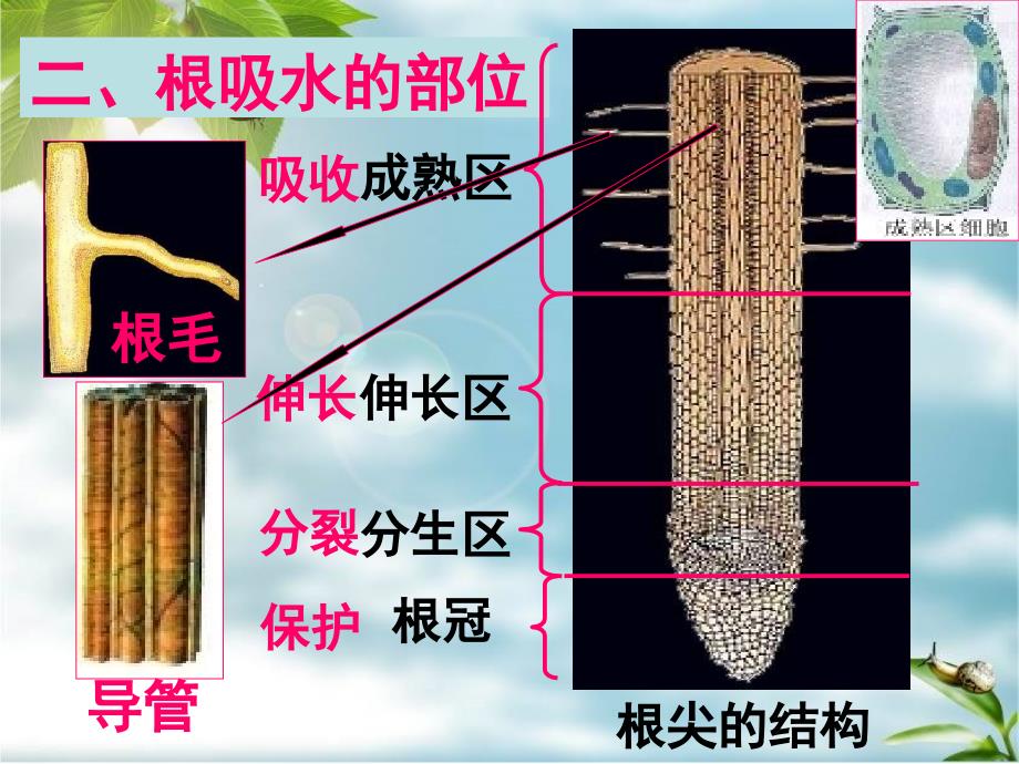 3.2.2 根对水分的吸收 课件4 （冀教版八年级上册）.ppt_第4页