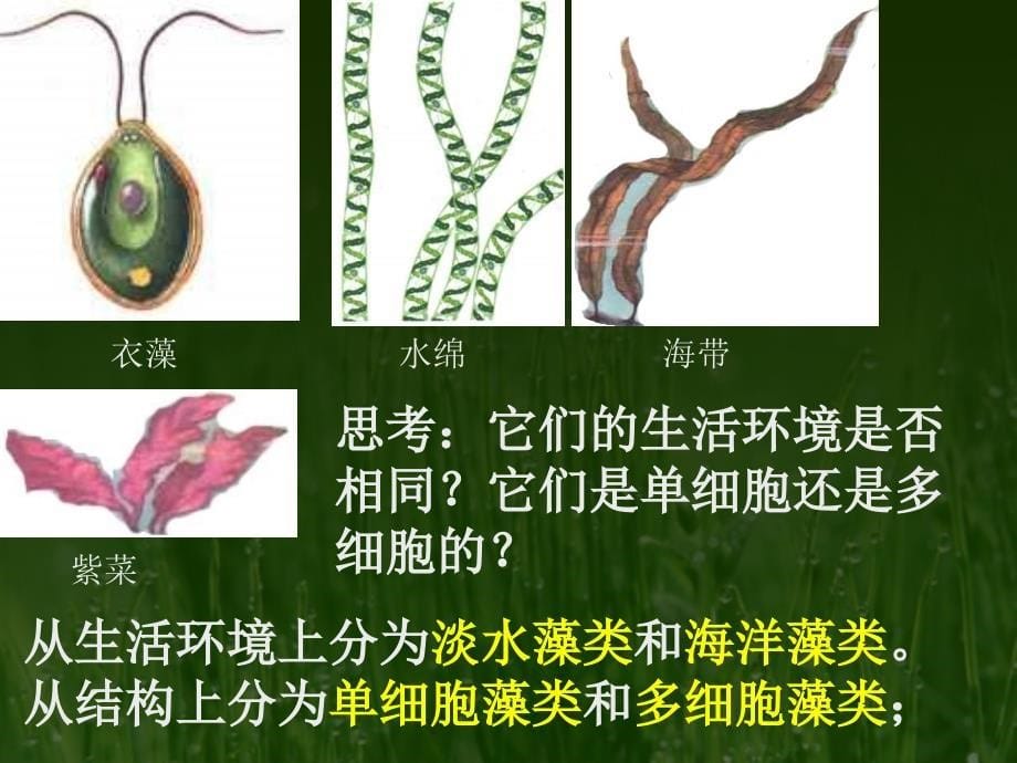 3.3 藻类植物 课件 (3).ppt_第5页