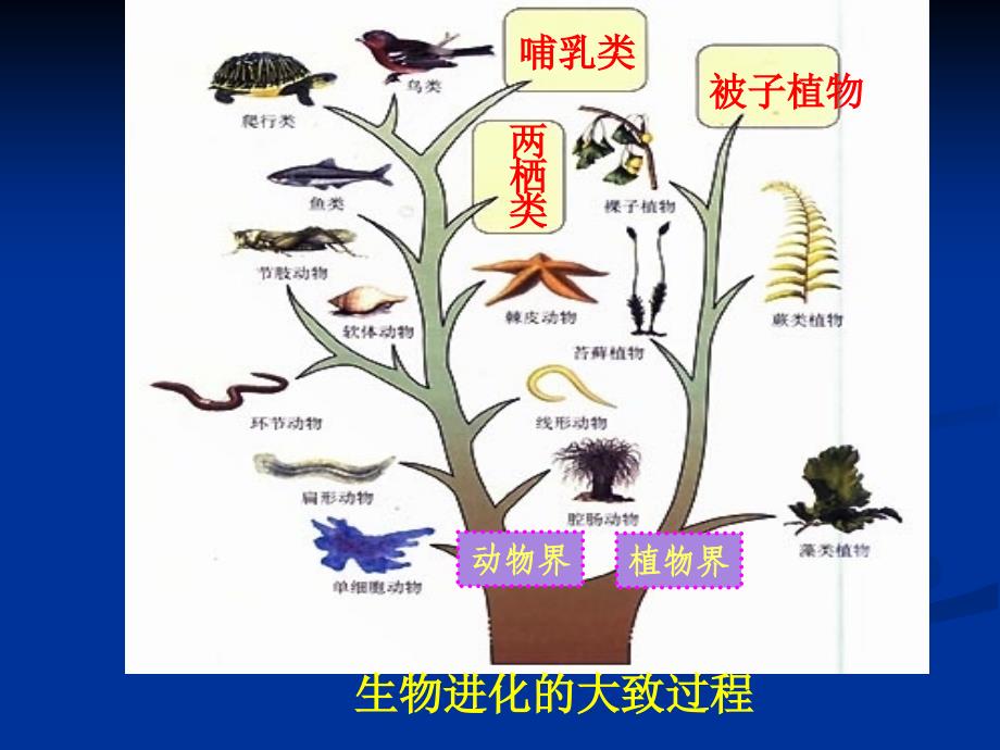 3.2生物进化的历程（课时2）课件（人教版八年级生物下）.ppt_第4页