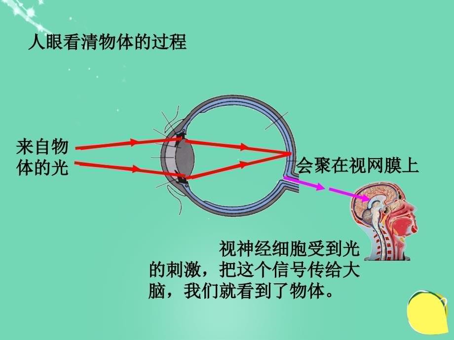 2018年秋八年级物理上册 5.4 眼睛和眼镜课件 （新版）新人教版_第5页