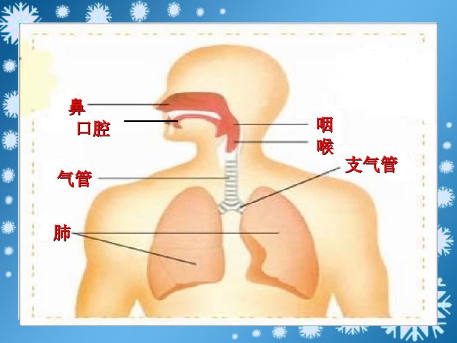 2018春四年级科学下册 2.1《我们在呼吸》课件3 大象版_第3页