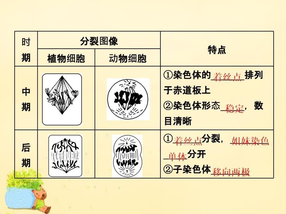 2018届高三生物一轮复习 第四单元 细胞的生命历程 第一讲 细胞的增殖课件（必修1）_第5页