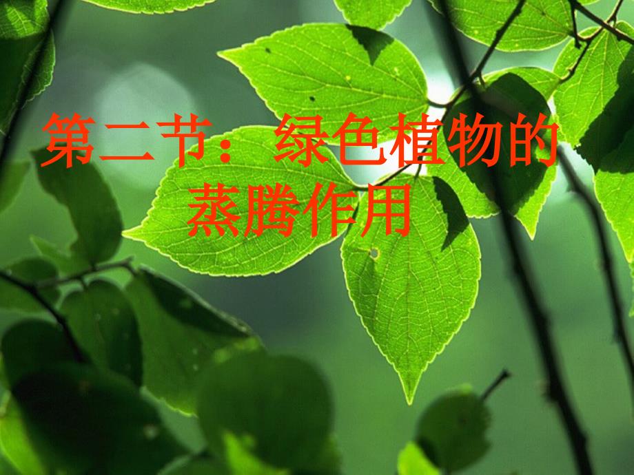 3.2.8 绿色植物的蒸腾作用 课件 济南版七年级上.ppt_第4页