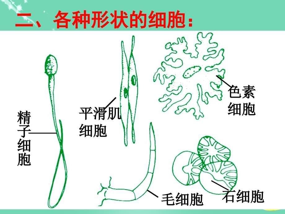 2018秋七年级科学上册 2.2《细胞》课件2 浙教版_第5页