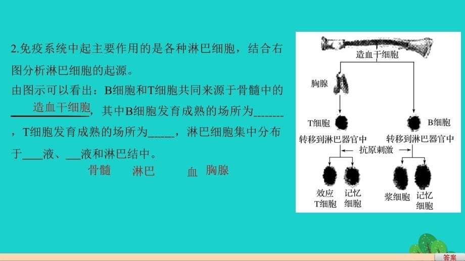 2017-2018学年高中生物 第2章 动物和人体生命活动的调节 第4节 免疫调节 第1课时 免疫系统的组成、体液免疫课件 新人教版必修3_第5页