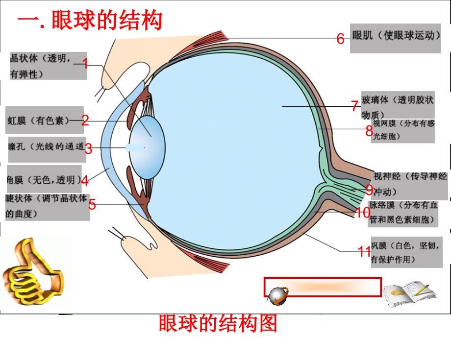 3.5.5人体对周围世界的感知 课件 济南版七年级下册.ppt_第3页